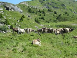 1_tag_auf_der_alp_20130217_2071009716