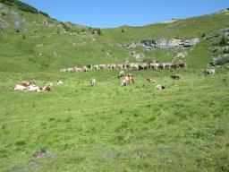 1_tag_auf_der_alp_20130217_2078364218